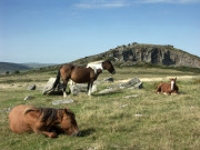 Bodmin Moor