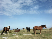 Bodmin Moor Ponies