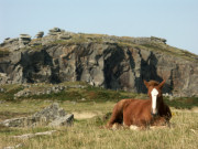 Bodmin Moor Pony
