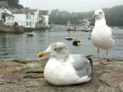 Fowey