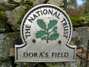 Dora's Field