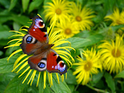 Butterfly, Eyam Hall