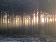 Macclesfield Forest