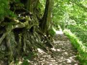 Aira Force