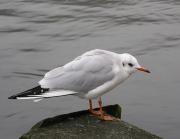 Seagull