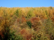 Macclesfield Forest, Autumn Colours