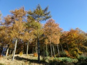 Macclesfield Forest, Colourful Trees