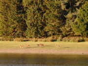 Deer in Macclesfield Forest