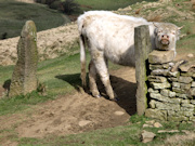 Cow near Mam Tor