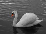 Swan