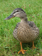 Duck