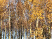 Silver Birch