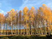 Silver Birch