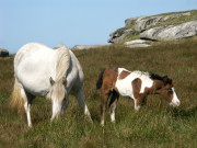 Bodmin Moor Ponies