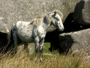 Bodmin Moor Ponies