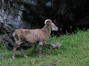 Cheddar Gorge