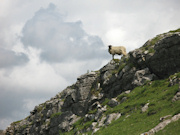 Malham Sheep