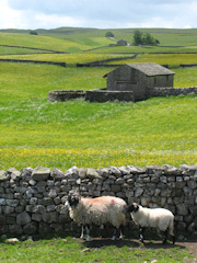 Field Barns near Malham